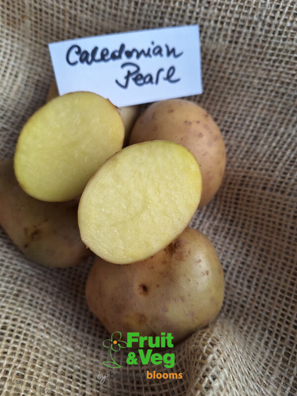 Seed Potato Caledonian Pearl