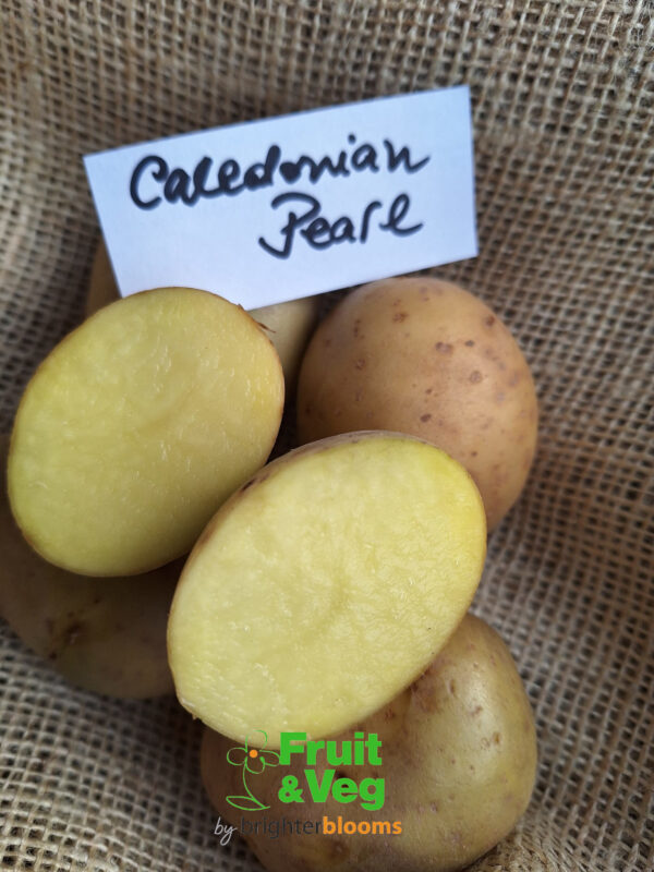 Seed Potato Caledonian Pearl - Image 5