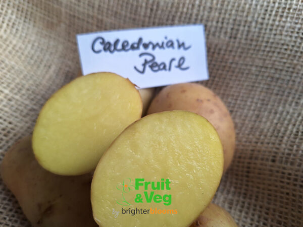 Seed Potato Caledonian Pearl - Image 4