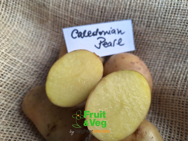 Seed Potato Caledonian Pearl - Image 3