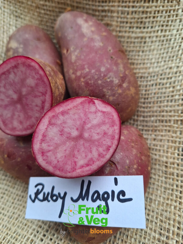 Seed Potato Ruby Magic