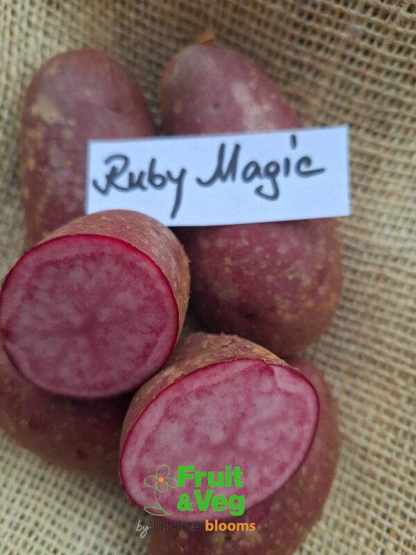 Seed Potato Ruby Magic - Image 5