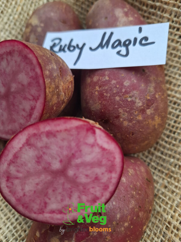 Seed Potato Ruby Magic - Image 4