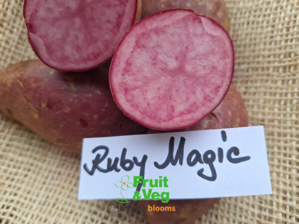 Seed Potato Ruby Magic - Image 3