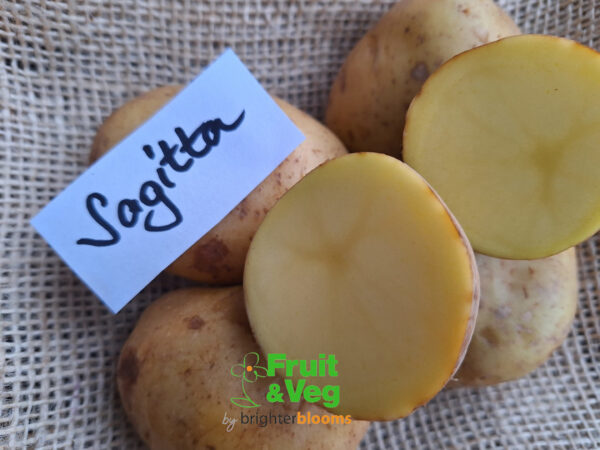 Seed Potato Sagitta - Image 5