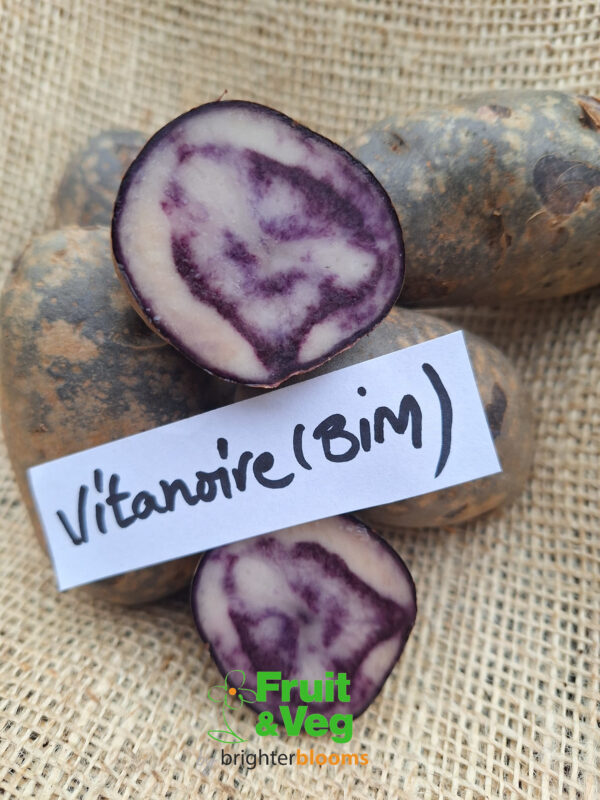 Seed Potato Vitanoire (BIM) - Image 5
