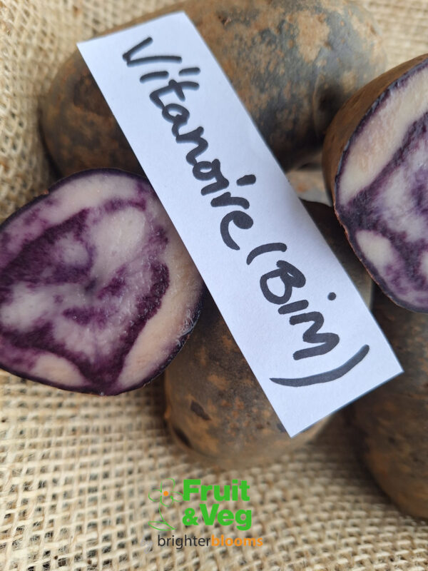 Seed Potato Vitanoire (BIM) - Image 4