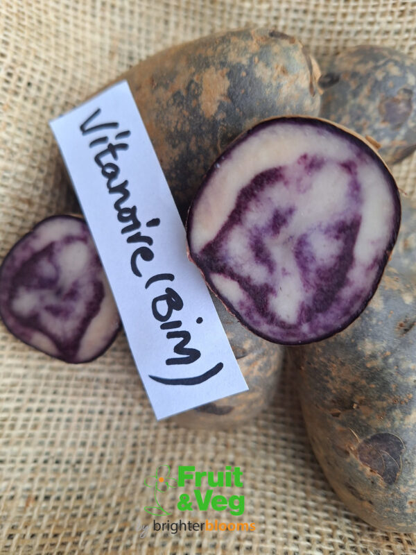 Seed Potato Vitanoire (BIM) - Image 3