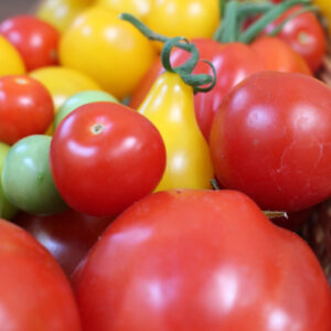 Tomato Tasting Event