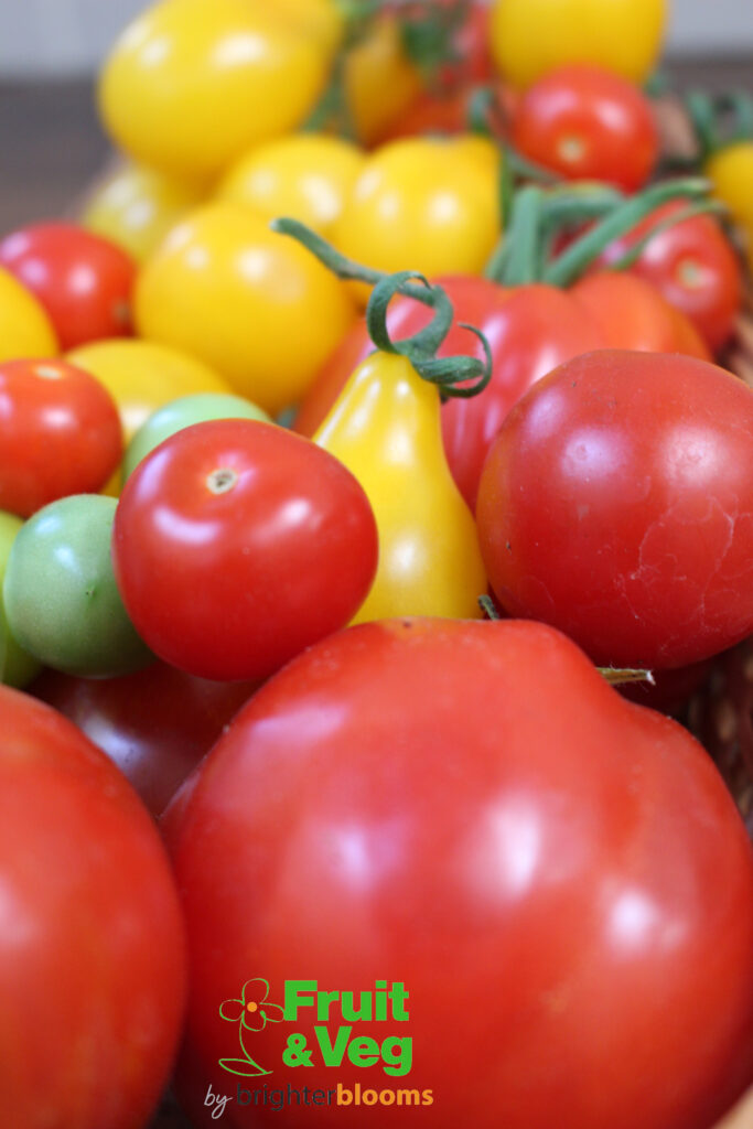 Tomato Tasting Event